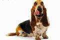 Питомник собак Американская Акита Red Key - иконка «для собак» в Похвистнево